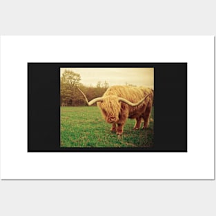 Portrait of a Scottish Highland Steer Posters and Art